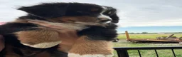 Bernese Mountain Dog dogs for sale: Jasmine - Ad 3
