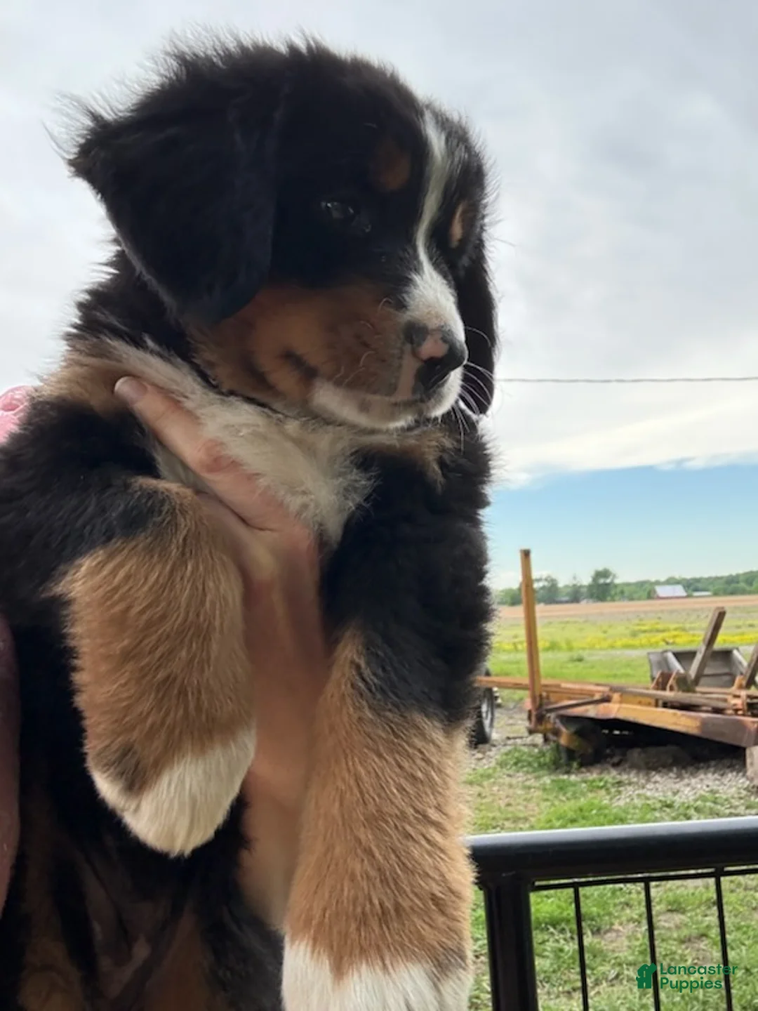 Bernese Mountain Dog dogs for sale: Jasmine - Ad 3