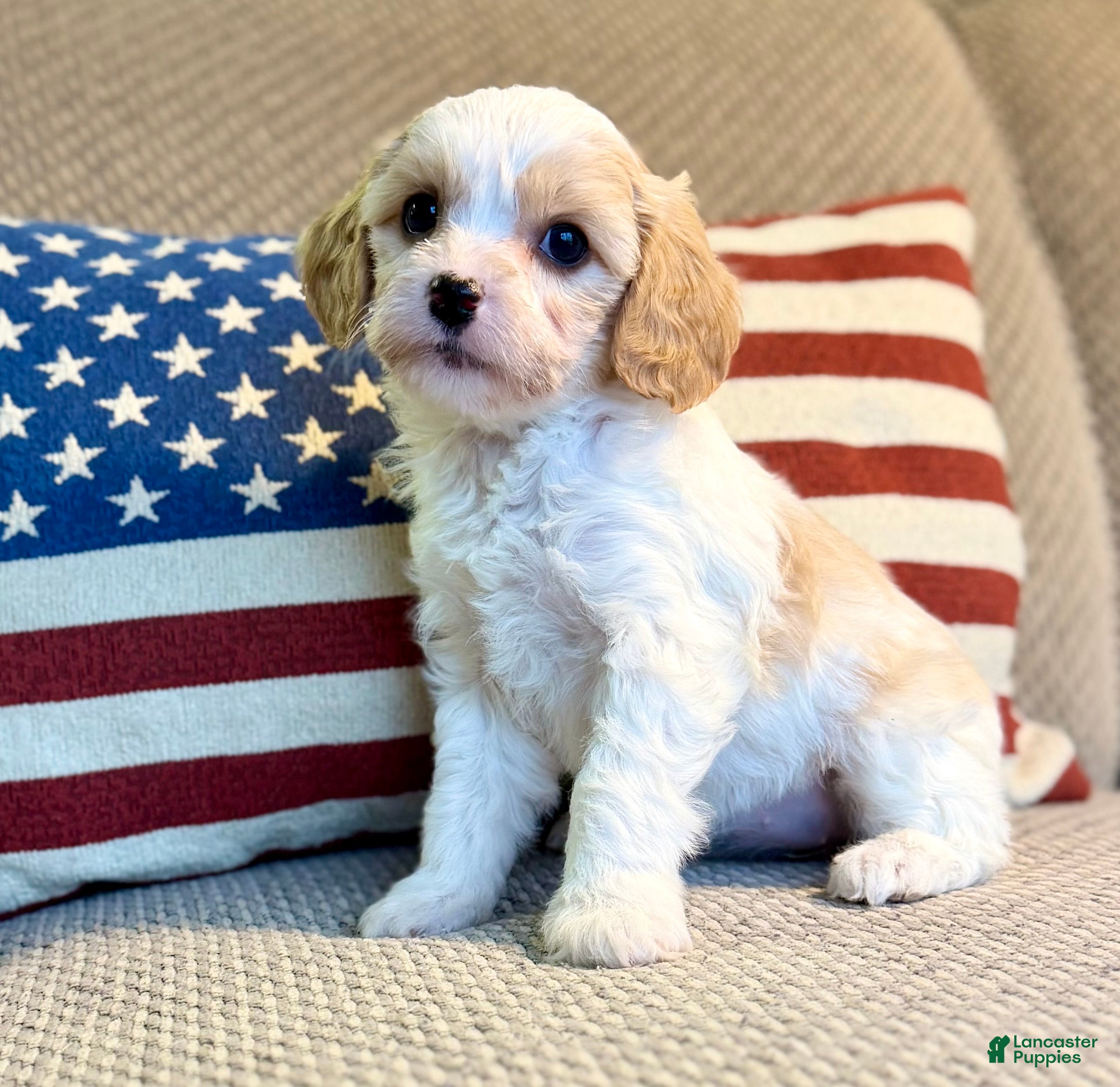 Cavapoo dogs Winter - Ad 8