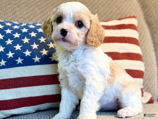 Cavapoo dogs Winter - Ad 8