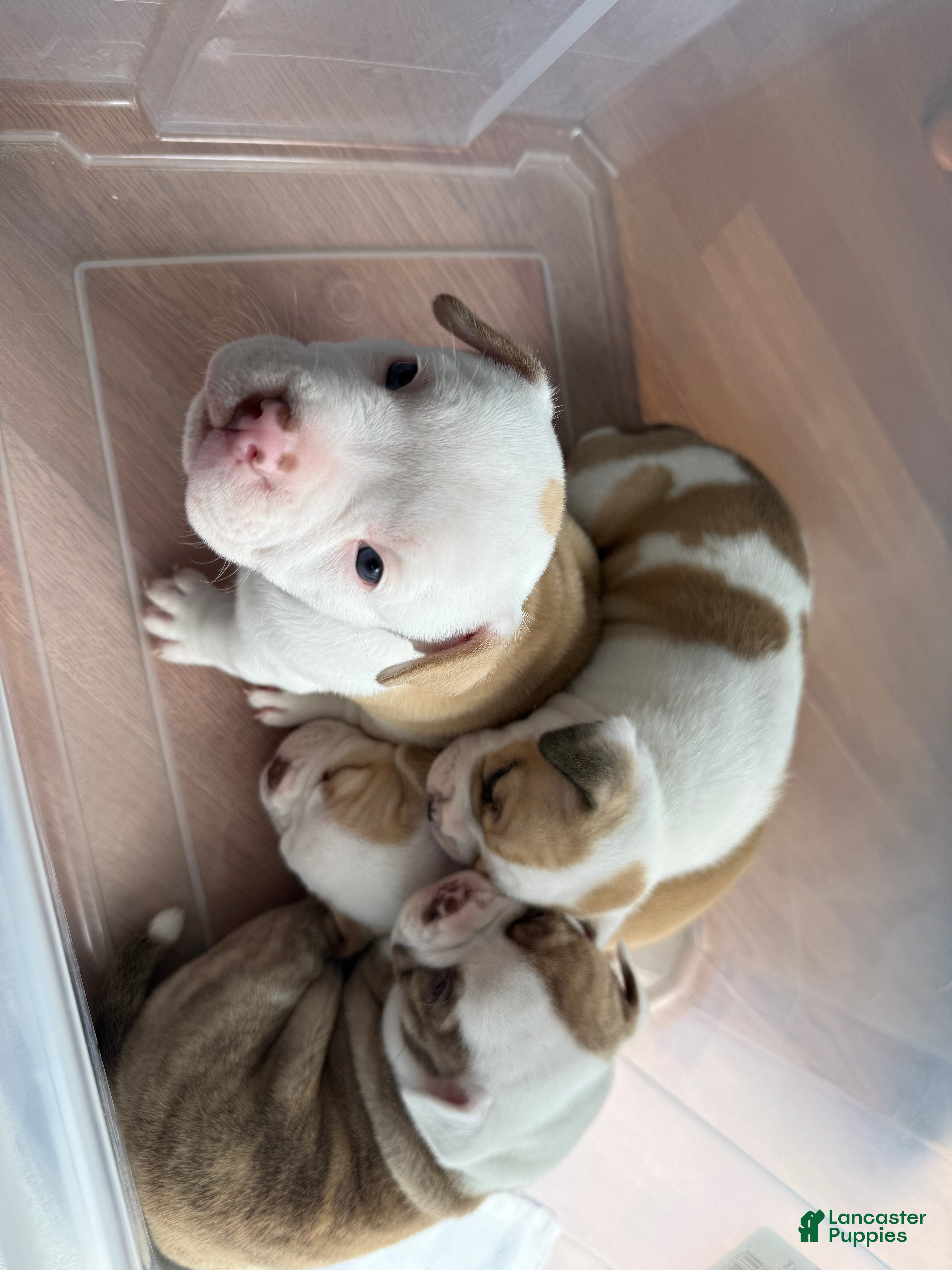 American Bully dogs American Bully 4 - Ad 2