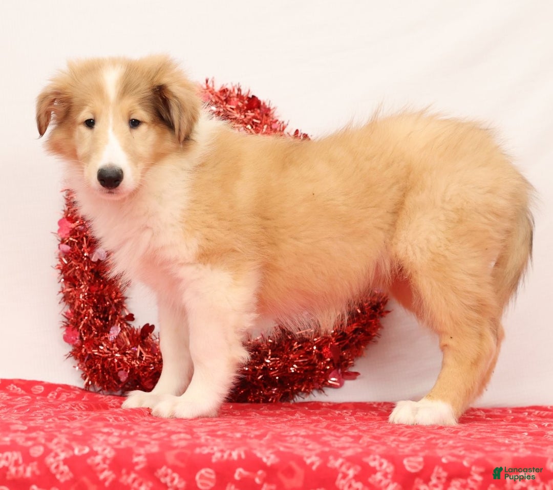 Collie dogs for sale: Nori - Ad 2