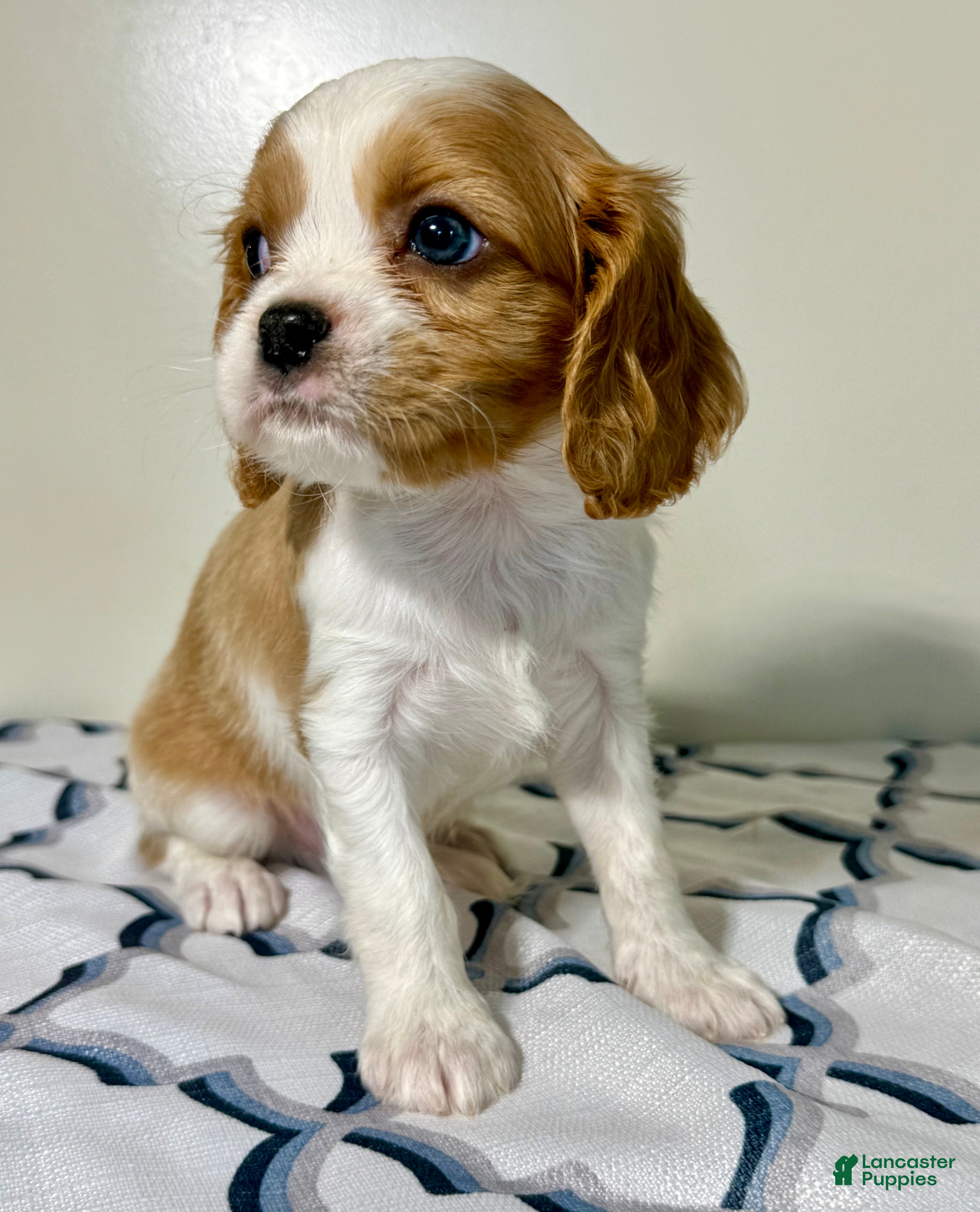 Cavalier King Charles Spaniel dogs Ollie Cavalier King Charles Spaniel  - Ad 1