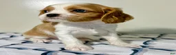 Cavalier King Charles Spaniel dogs for sale: Ollie Cavalier King Charles Spaniel  - Ad 13