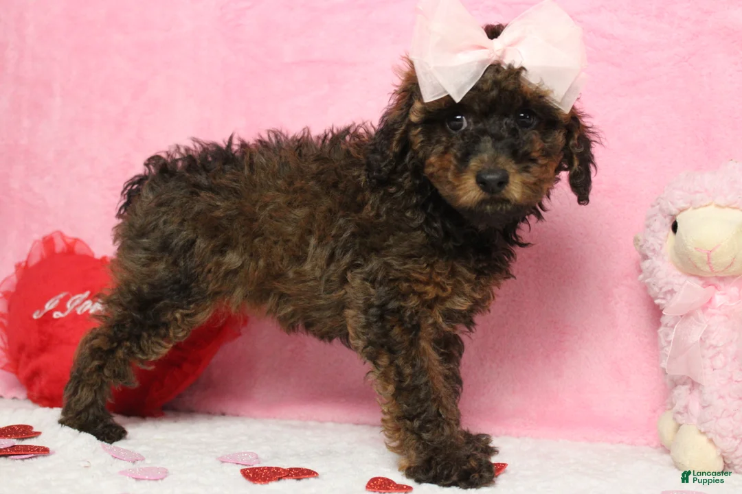 Toy Poodle dogs for sale: Sardonyx - Ad 2
