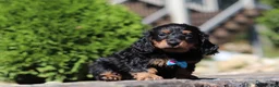 Dachshund dogs for sale: Benson (AKC) - Ad 2