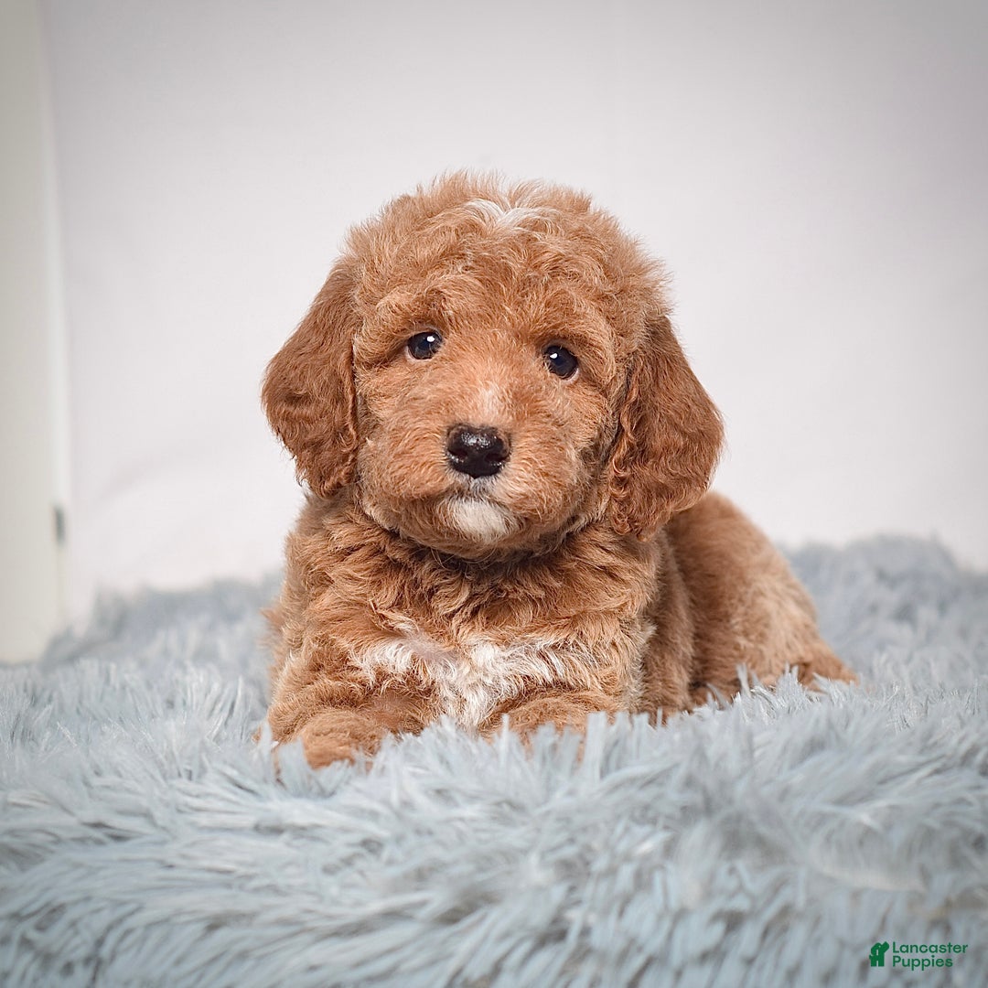 Mini Goldendoodle dogs for sale: Mr. Pluto - Ad 5