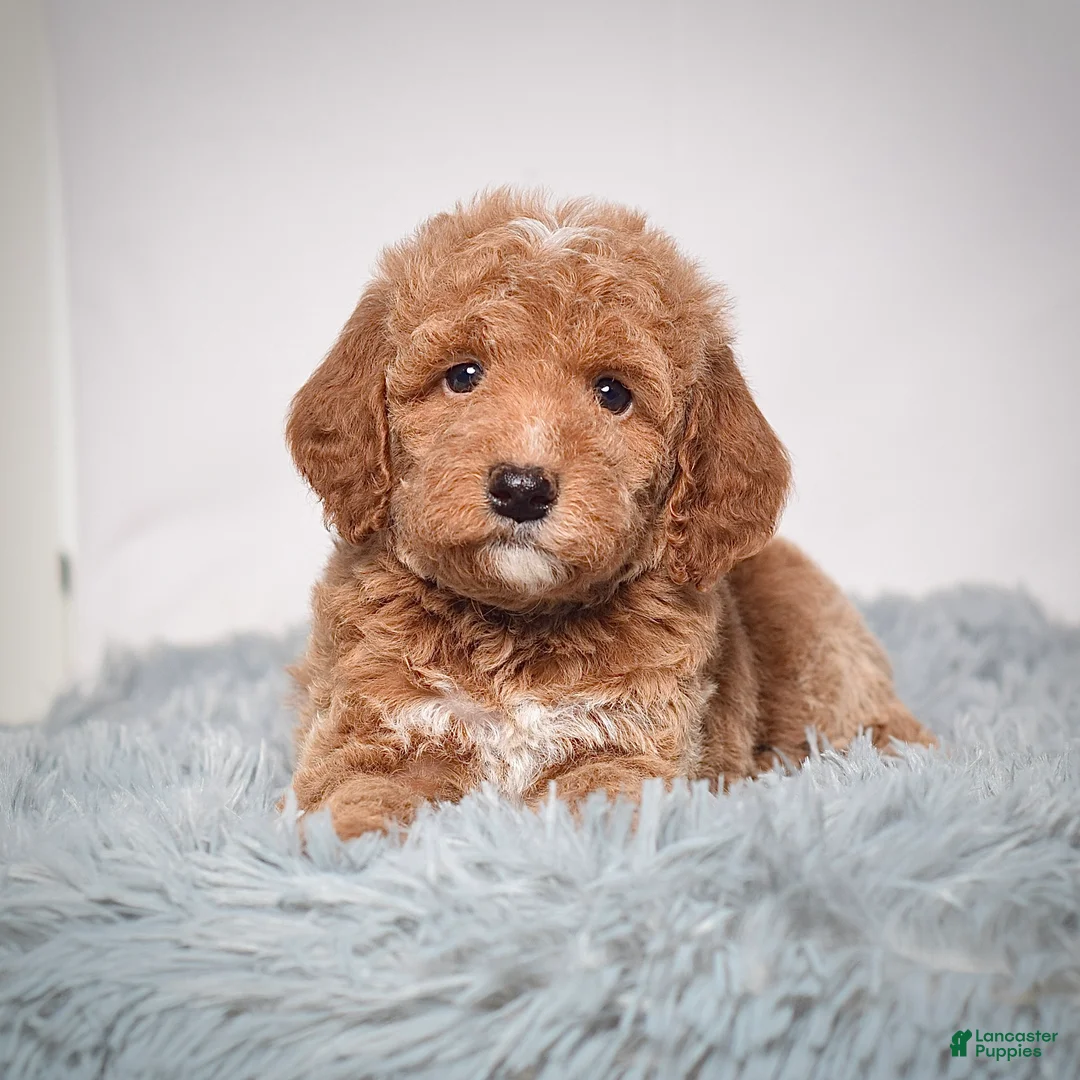 Mini Goldendoodle dogs for sale: Mr. Pluto - Ad 5