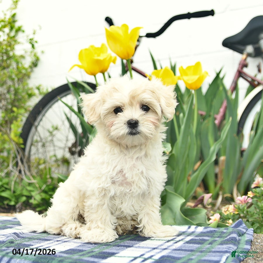 Morkie dogs Siesta - Ad 1