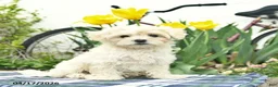 Morkie dogs for sale: Siesta - Ad 1