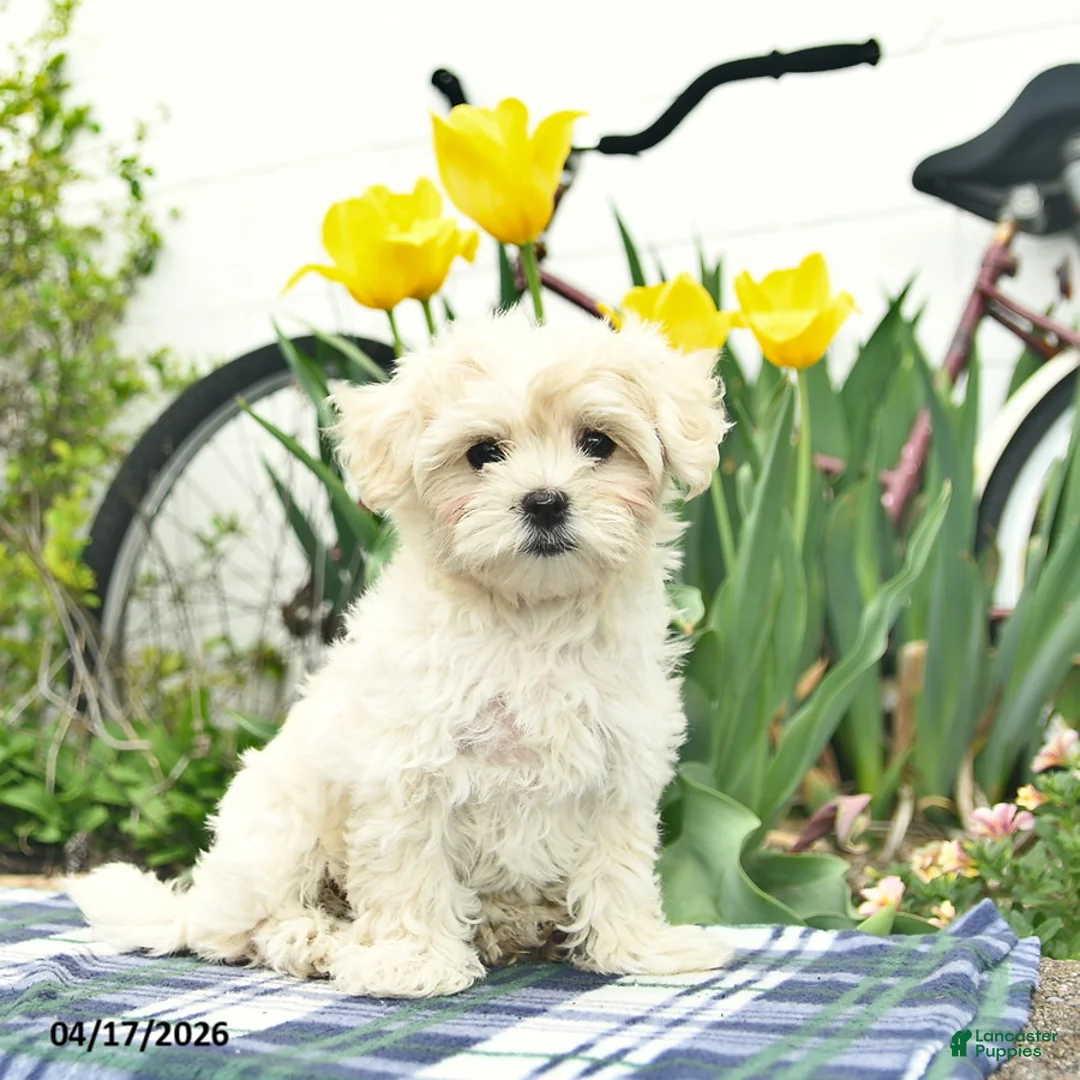 Morkie dogs for sale: Siesta - Ad 1