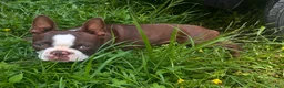 Boston Terrier dogs for sale: Frankie - Ad 4