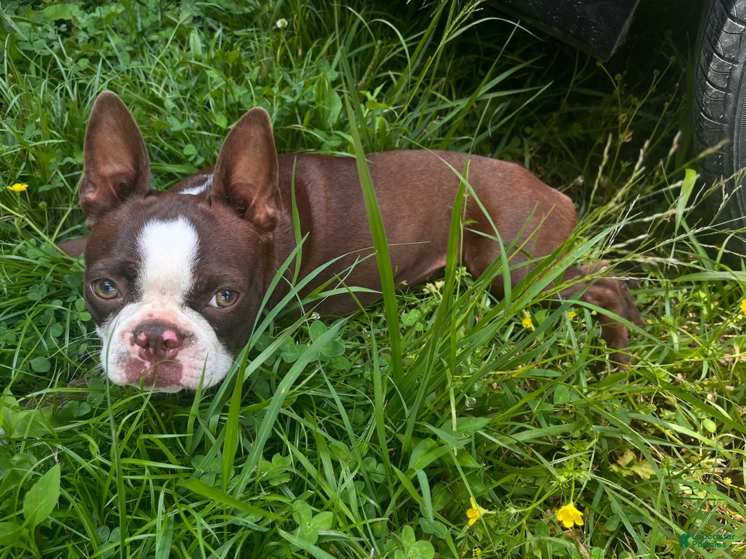 Boston Terrier dogs for sale: Frankie - Ad 4