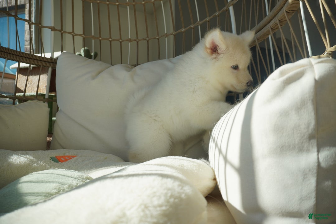 Alaskan Malamute dogs for sale: Xi Xi - Ad 6