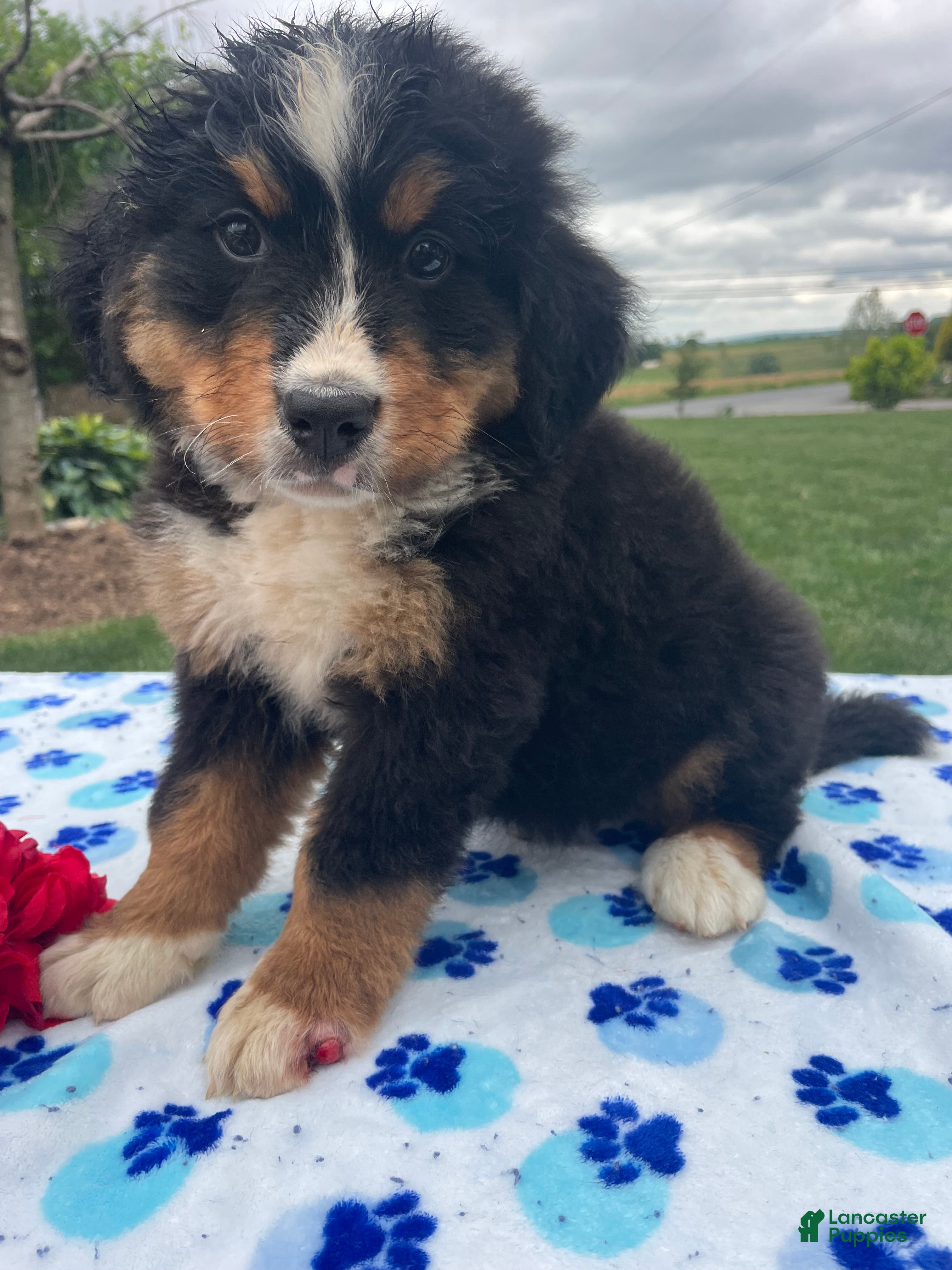 Bernese Mountain Dog dogs Yeti - Ad 28