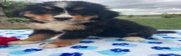 Bernese Mountain Dog dogs for sale: Yeti - Ad 1
