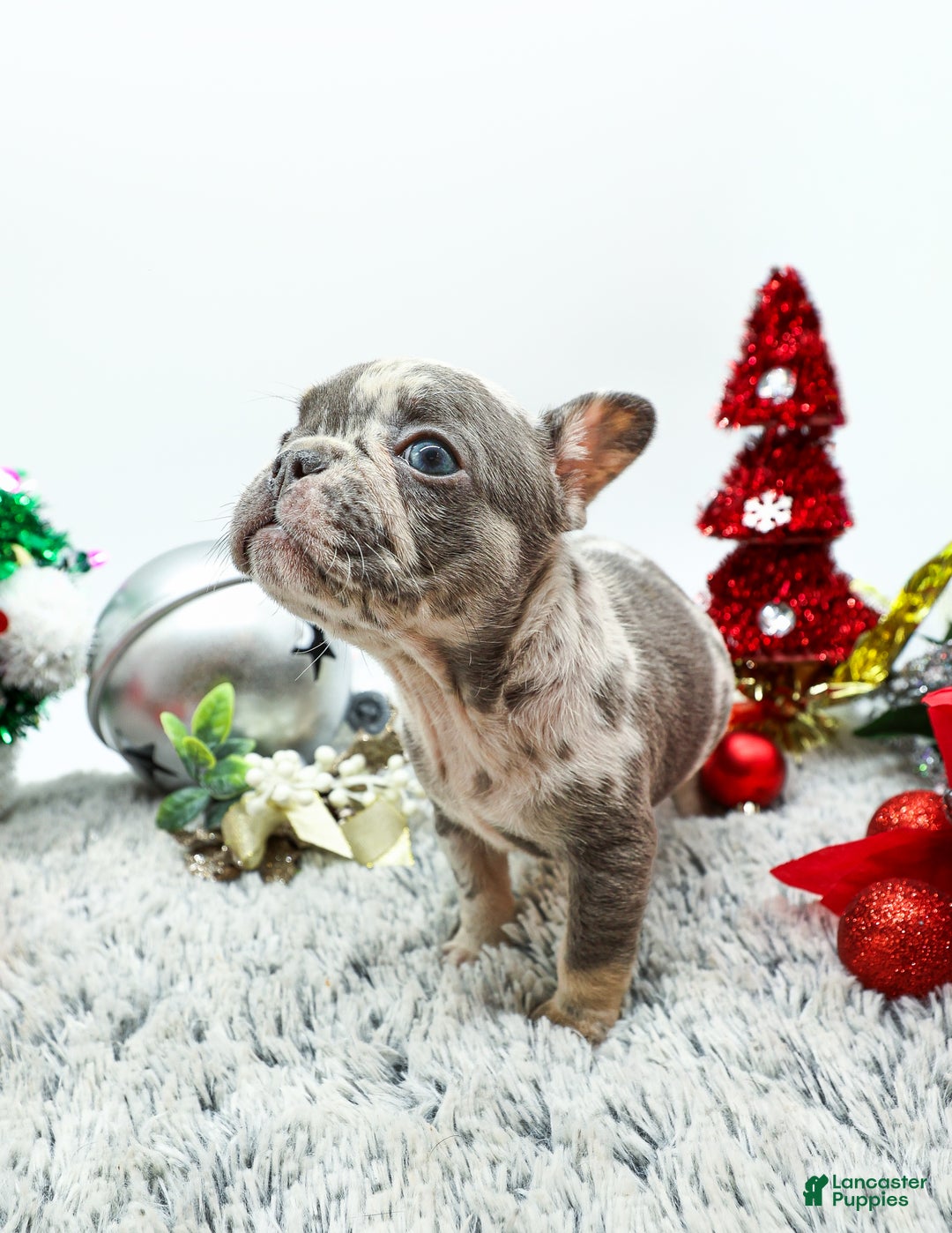 French Bulldog dogs for sale: Dior - Ad 4