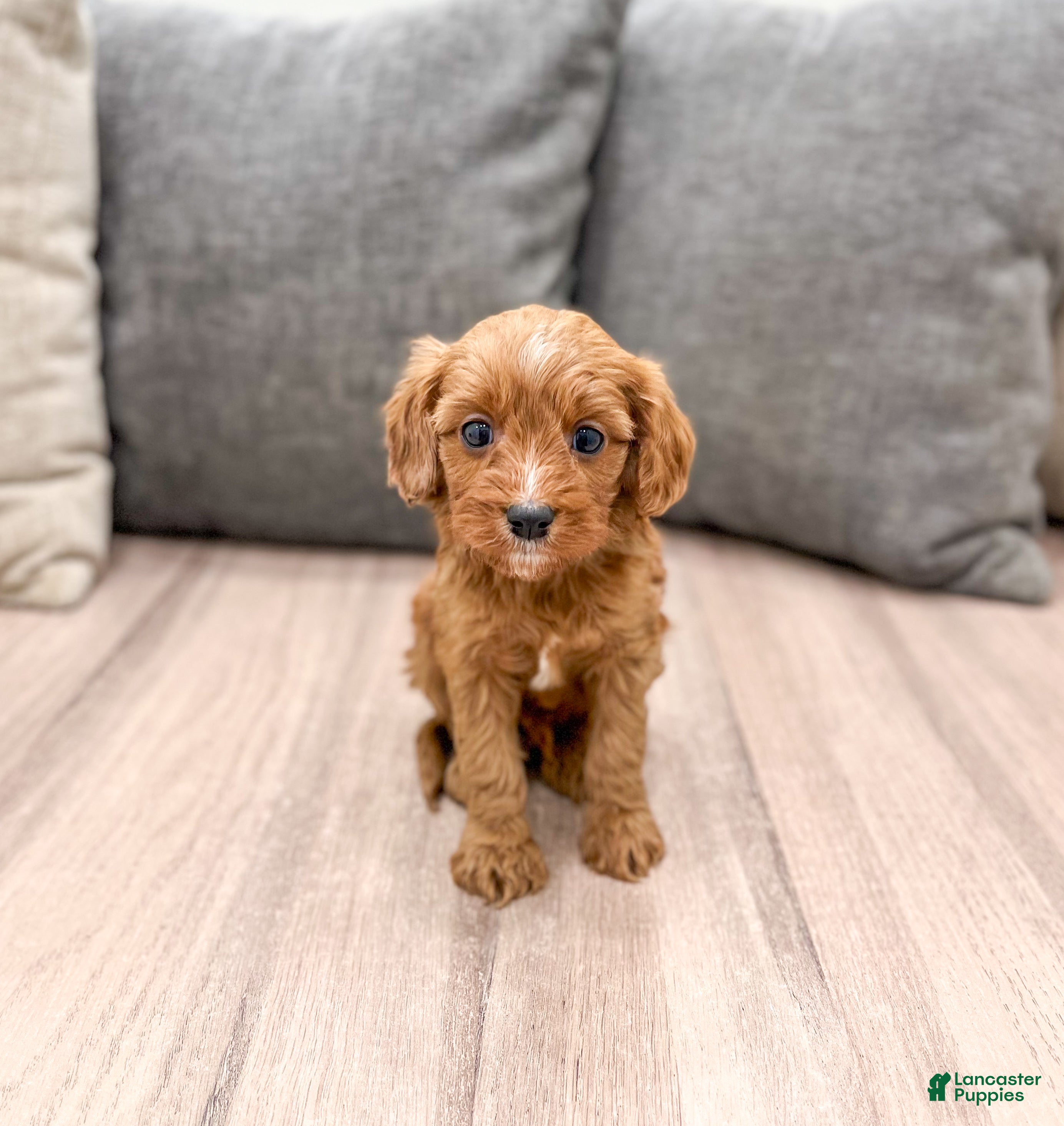 Cavapoo dogs Jaq - Ad 23
