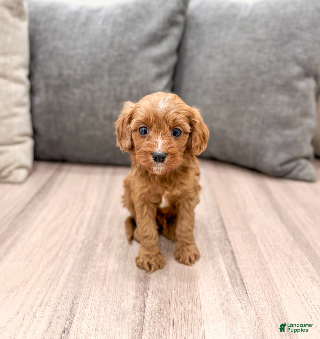 Cavapoo dogs for sale: Jaq - Ad 1