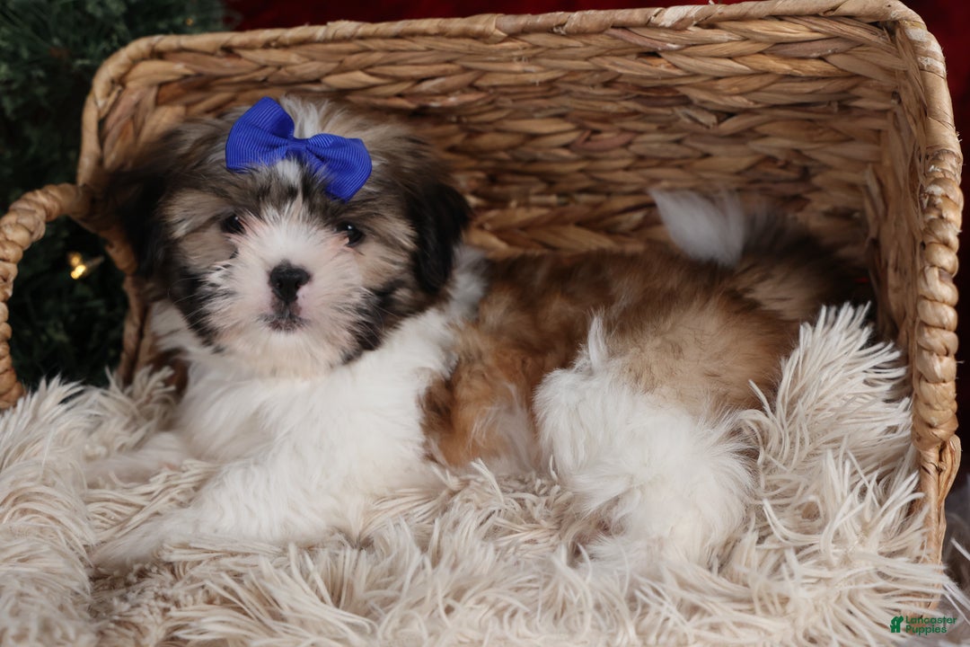 Shih Tzu dogs for sale: Jared - Ad 15