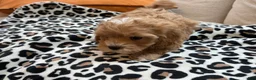 Maltipoo dogs for sale: Cupcake - Ad 6