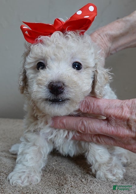 Toy Poodle dogs male sale 3 - Ad 18
