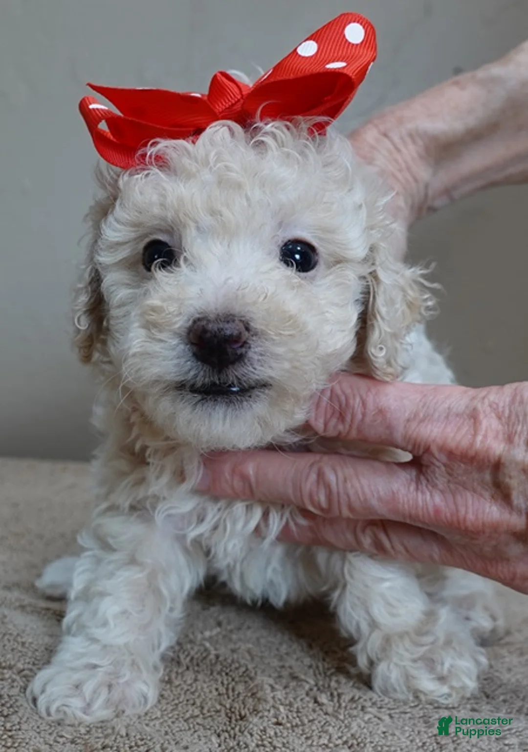 Toy Poodle dogs for sale: male sale 3 - Ad 1