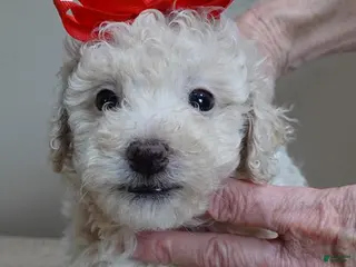 Toy Poodle dogs male sale 3 - Ad 18