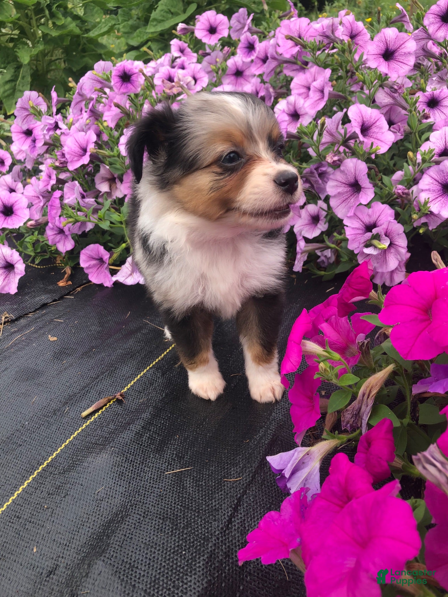 Toy Australian Shepherd dogs Alaska - Ad 2