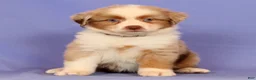 Miniature Australian Shepherd dogs for sale: Darlene - Ad 3
