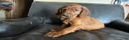 Irish Setter dogs for sale: Irish Setter 7 - Ad 13