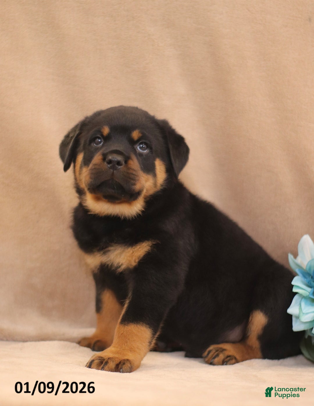 Rottweiler dogs for sale: Tonka - Ad 3