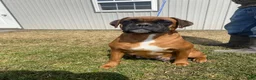 Boxer dogs for sale: Bethany - Ad 11