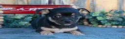 Chihuahua dogs for sale: Hettie - Ad 3