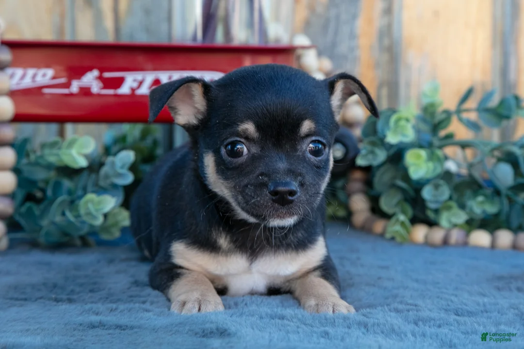 Chihuahua dogs for sale: Hettie - Ad 3