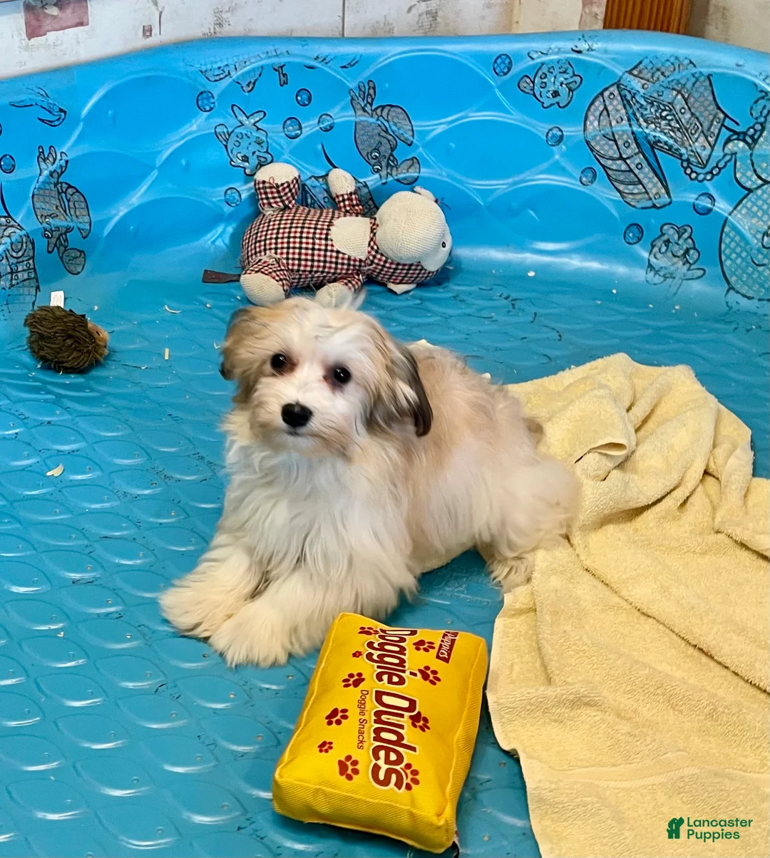 Mixed Breed dogs for sale: Shirley - Ad 9