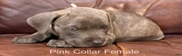 Cane Corso dogs for sale: Cane Corso Puppy Female Pink Collar - Ad 4