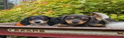 Miniature Dachshund dogs for sale: Autumn - Ad 8