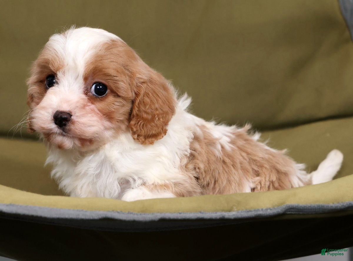 Cavapoo dogs Larry - Ad 2