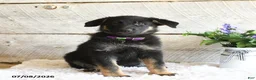 German Shepherd dogs for sale: Luna  - Ad 3