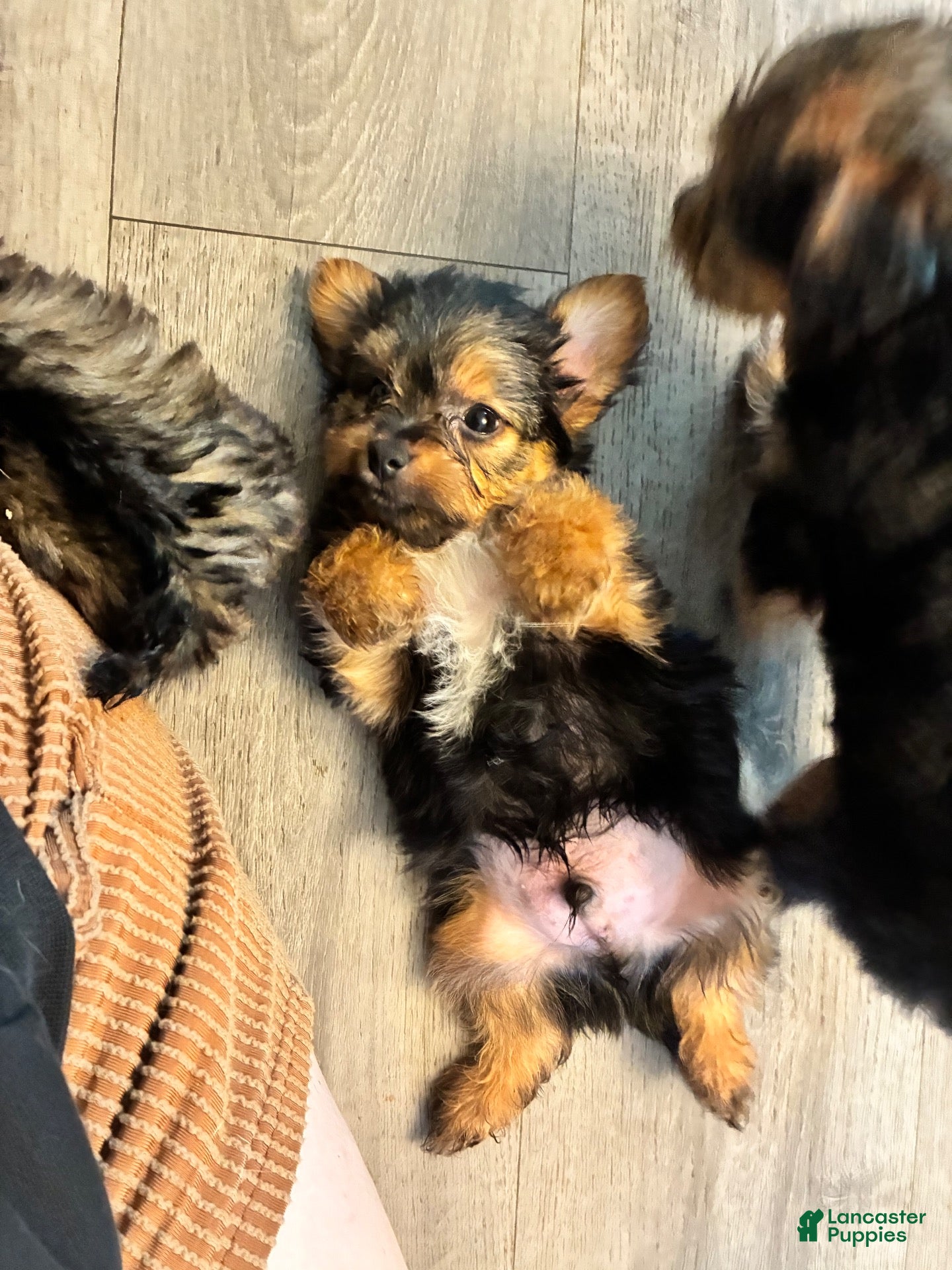 Mixed Breed dogs Maxi  - Ad 1