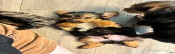 Mixed Breed dogs for sale: Maxi  - Ad 1