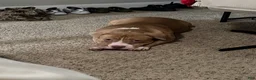 American Bulldog dogs for sale: American Bulldog 1 - Ad 4