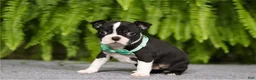 Boston Terrier dogs for sale: Lovely NUROO - Ad 4
