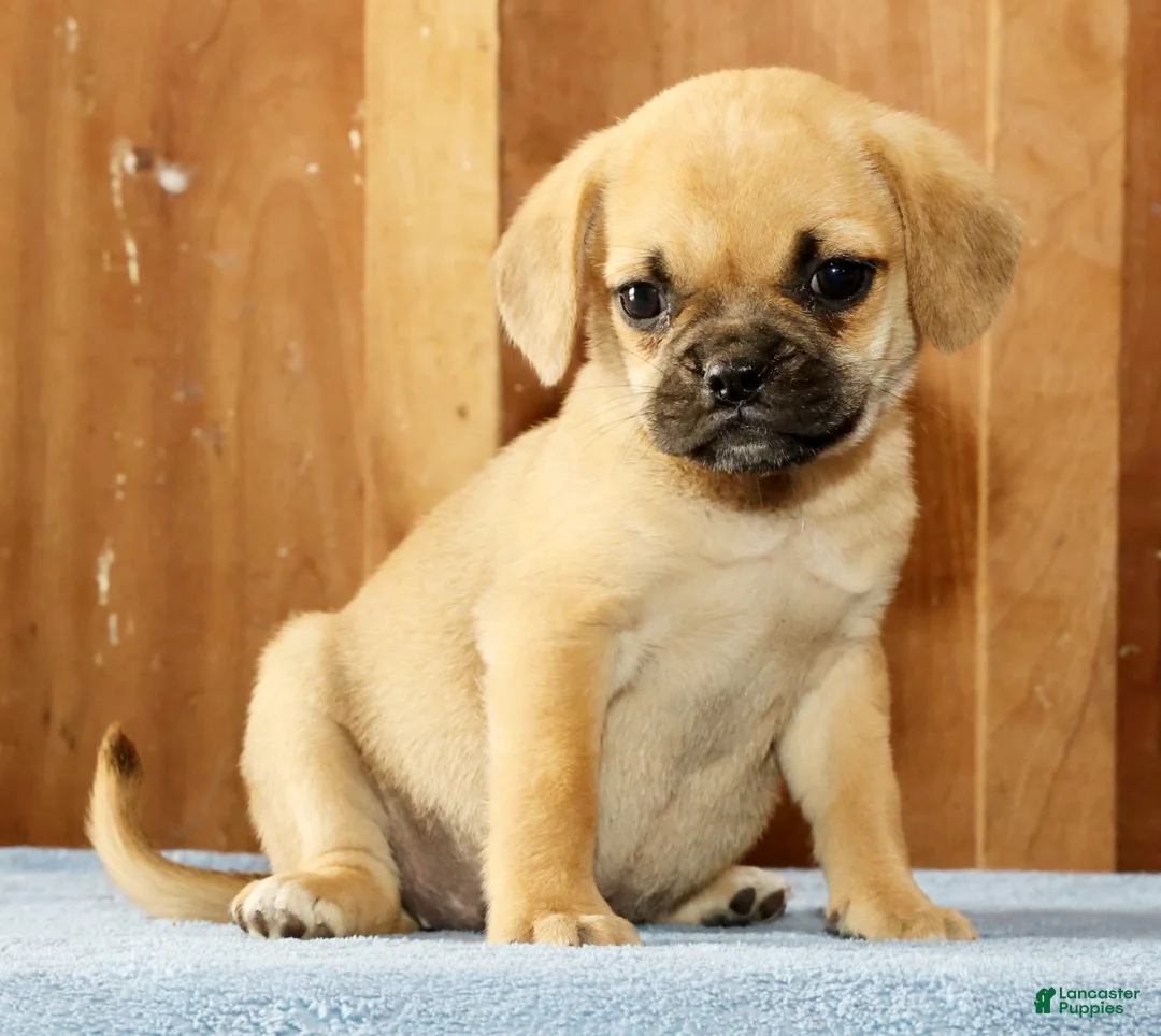 Puggle dogs for sale: Daisy - Ad 1