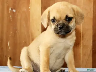Puggle dogs for sale: Daisy - Ad 2