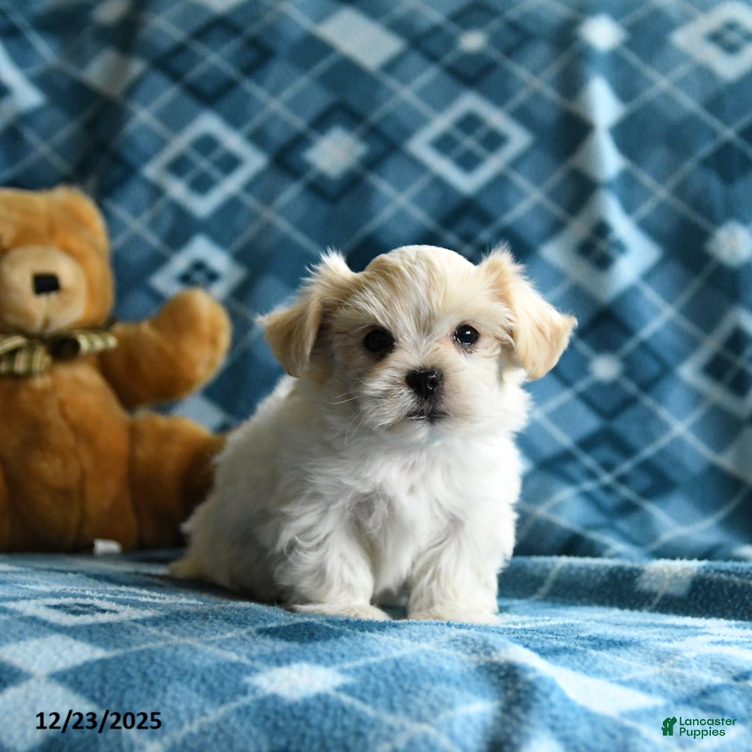 Malshi dogs for sale: Harper - Ad 1