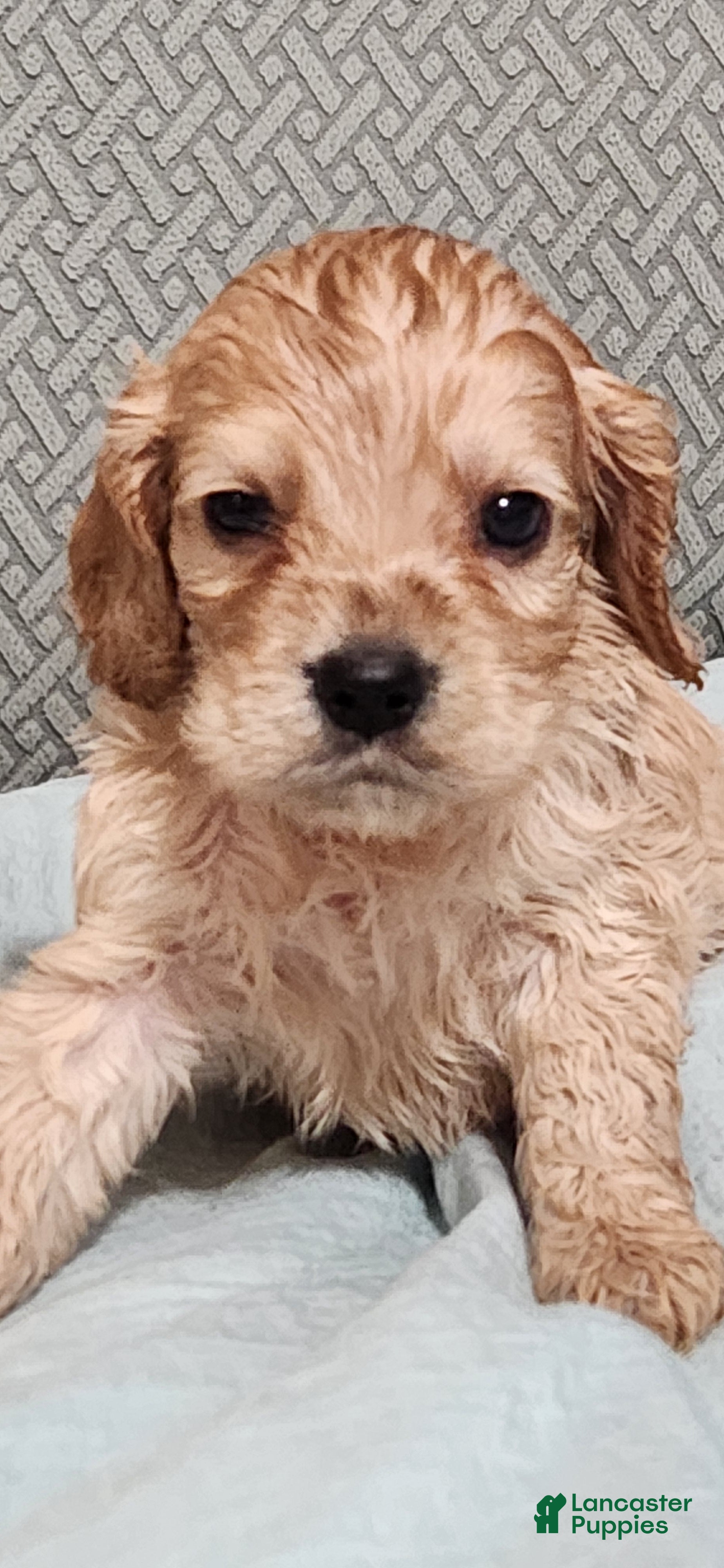 Cocker Spaniel dogs Cocker Spaniel 4 - Ad 2