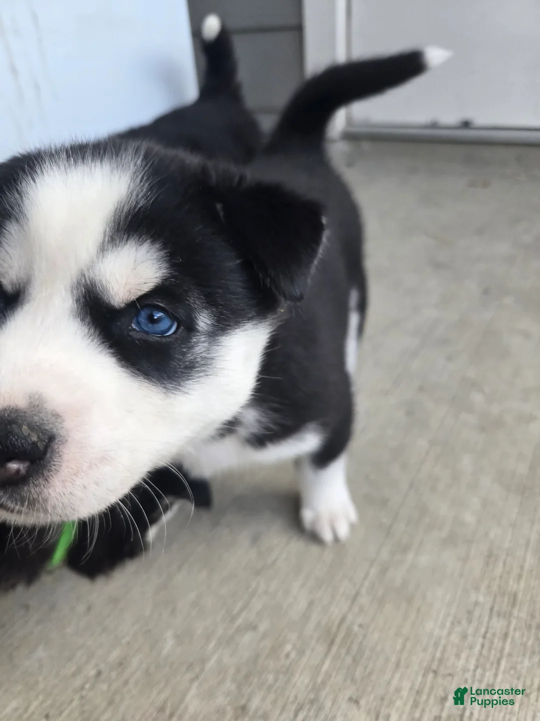 Siberian Husky dogs for sale: Gaia - Ad 1