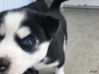 Siberian Husky dogs Gaia - Ad 4